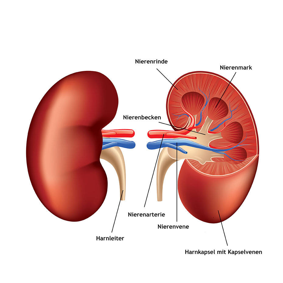 Nephrologie - Nierenerkrankungen