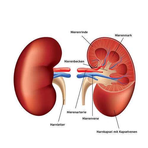 Nephrologie